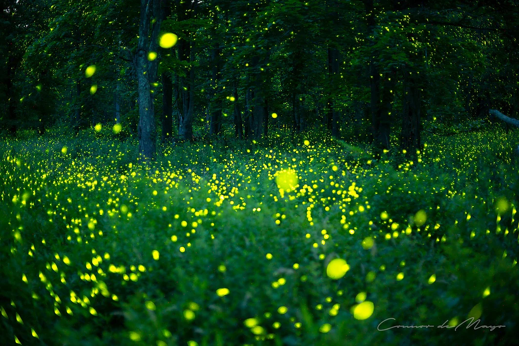 fireflies in a field