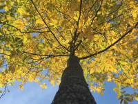 Tall tree with yellow leaves.