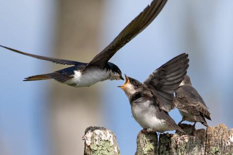 Bird in flight feeding another stationary bird