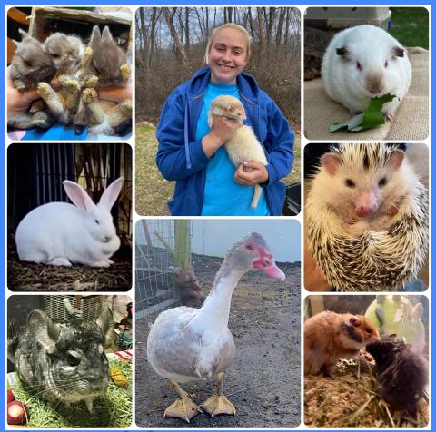 A woman holding a animal surrounded by other animals